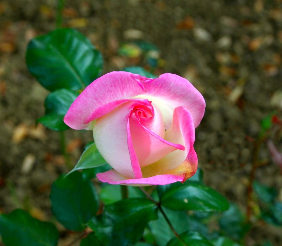 Rose Hybride de Thé JdP 10 2011