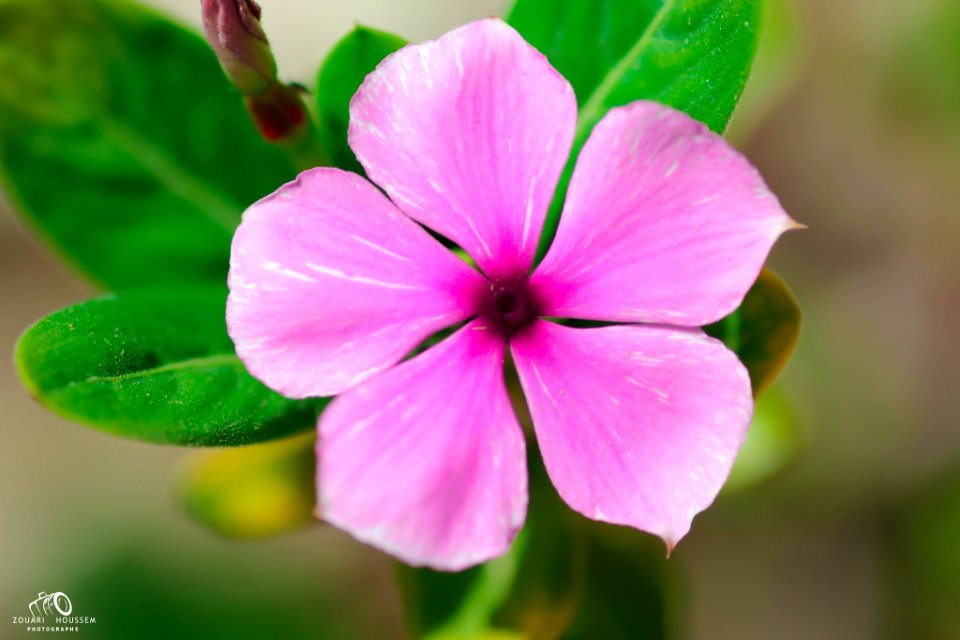 Rose Flower (237496883)
