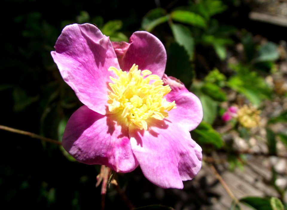 Rosa woodsii ultramontana