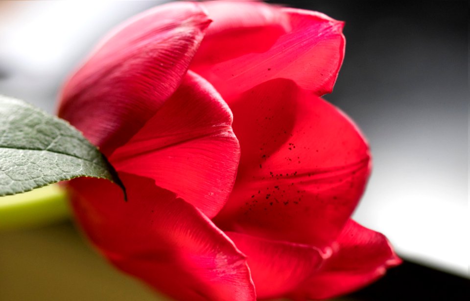 Rose (249726637)