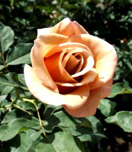 Rosa koko loko