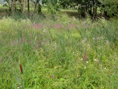 Ronvaux (Meuse) paysage (02)