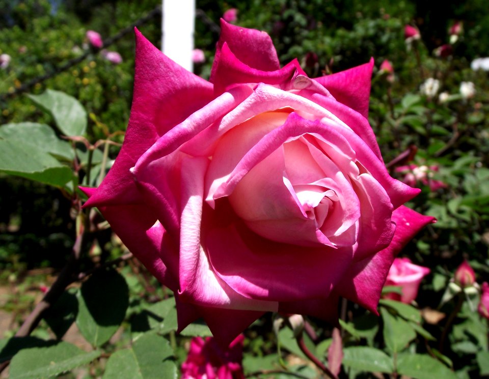 Rosa maman cochet