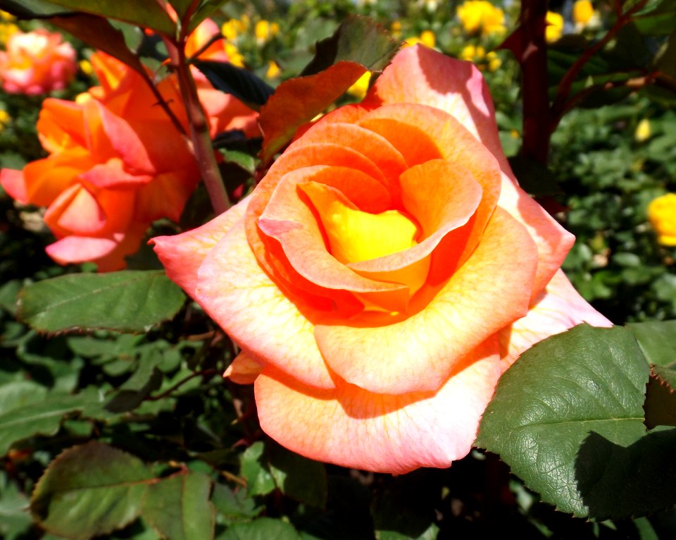 Rosa mardi gras