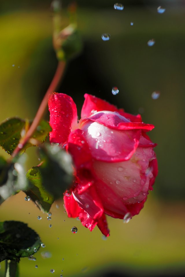 Rose.mit.Wassertropfen