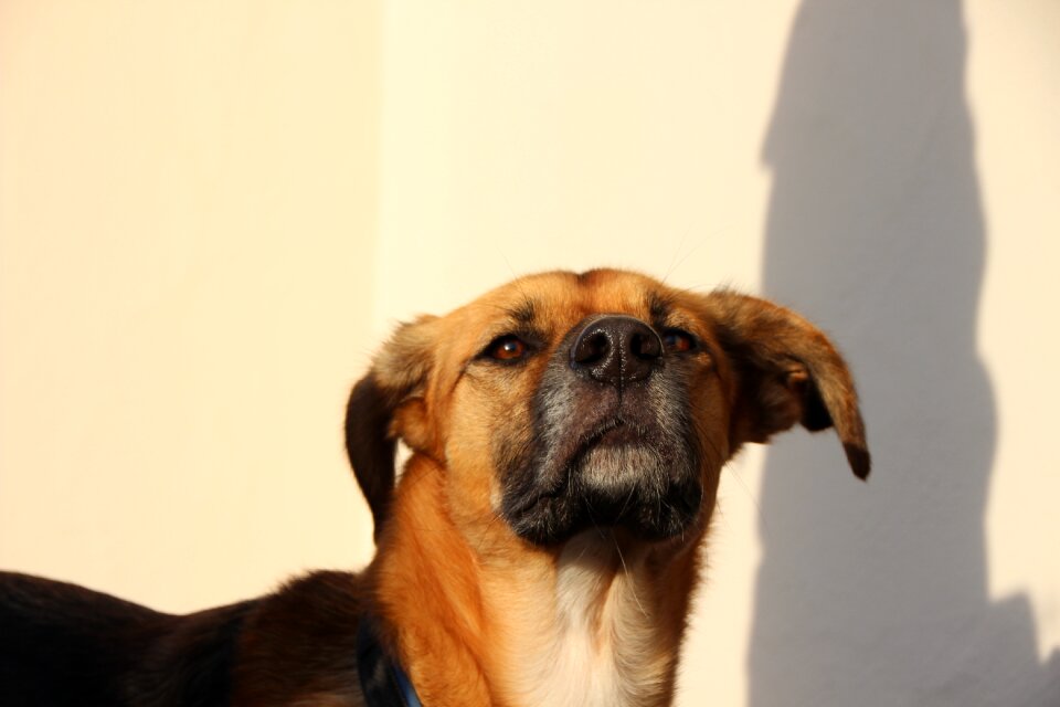 Grey snout view dog head