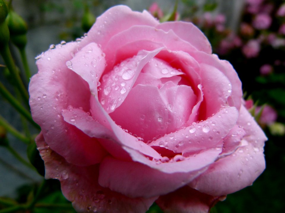 Rose rose sous la pluie