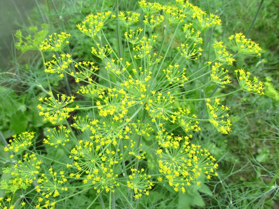 Herbs nature culinary herbs