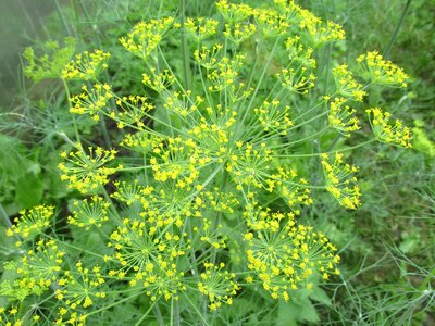 Herbs nature culinary herbs photo