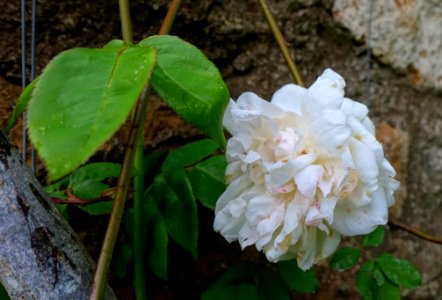 Rose - Torrecchia Vecchia - Cisterna di Latina, Italy - DSC03261