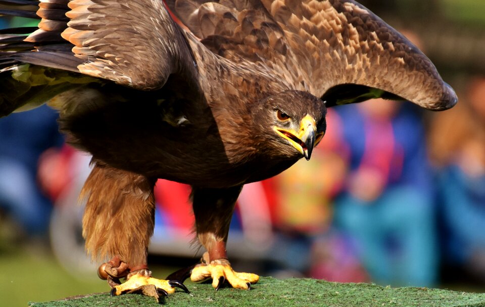 Animal flying noble