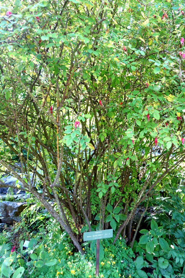 Rosa sweginzowii - Bergianska trädgården - Stockholm, Sweden - DSC00525