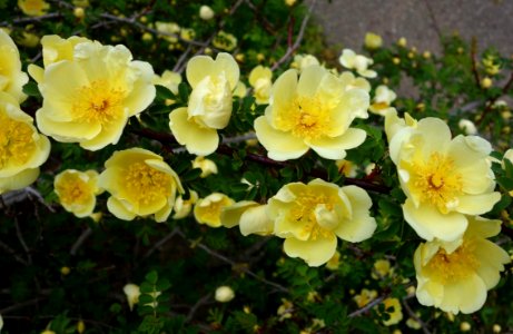 Rosa hugonis - Morris Arboretum - DSC00221