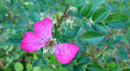 Rose plus que trois pétales