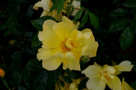 Rose - Jardins de Bagatelle 3