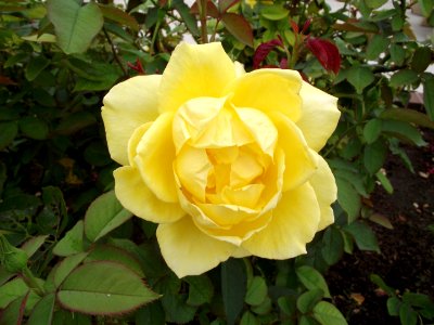 Rosa mellow yellow