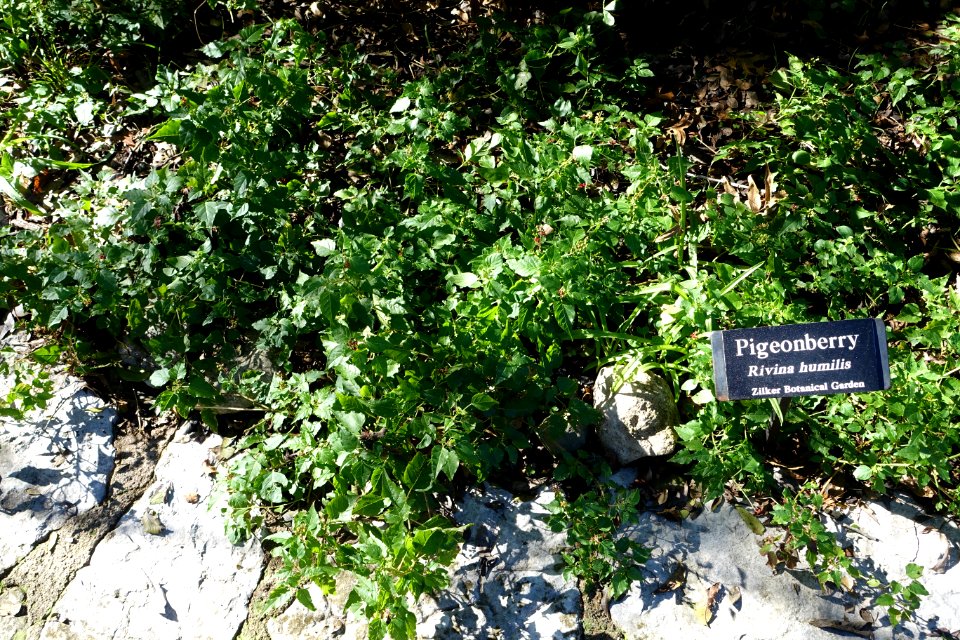Rivina humilis - Zilker Botanical Garden - Austin, Texas - DSC08780