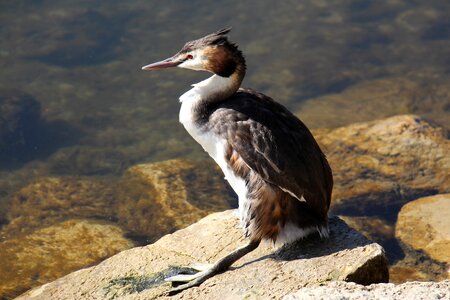 Waters animal world bird photo