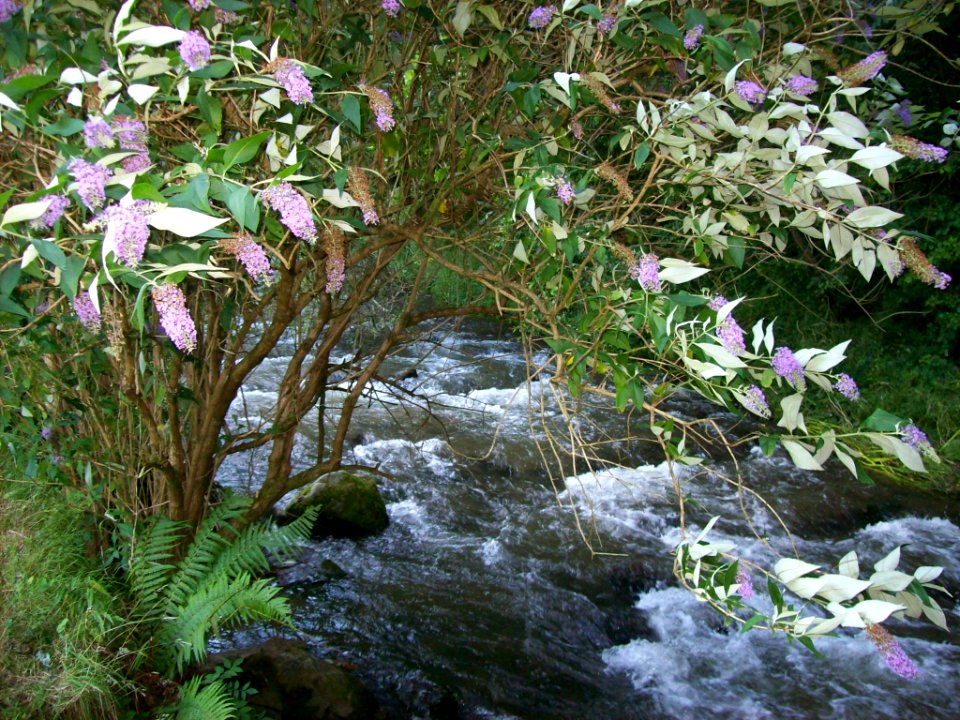 River Heddon near Hunters Inn