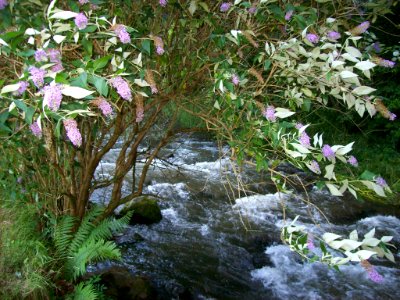 River Heddon near Hunters Inn