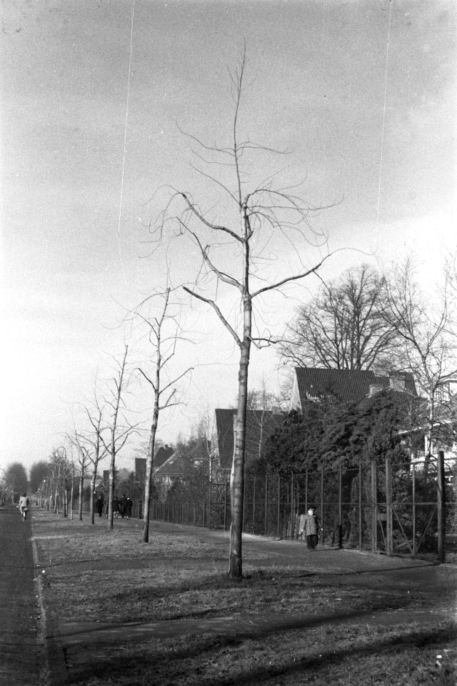 Rij gesnoeide bomen, Bestanddeelnr 170-0868
