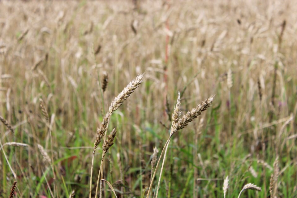 Field nature brown wheat