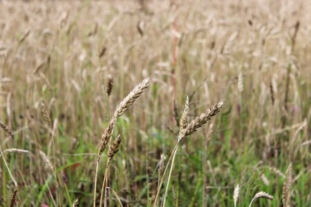 Field nature brown wheat