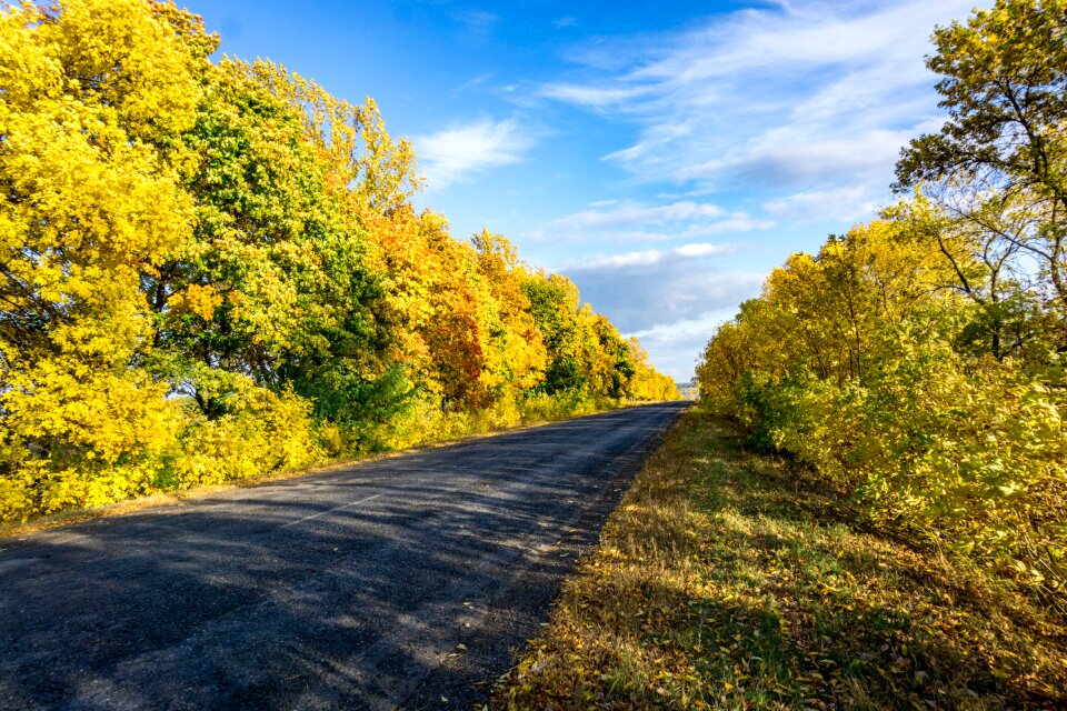 Paint trees nature