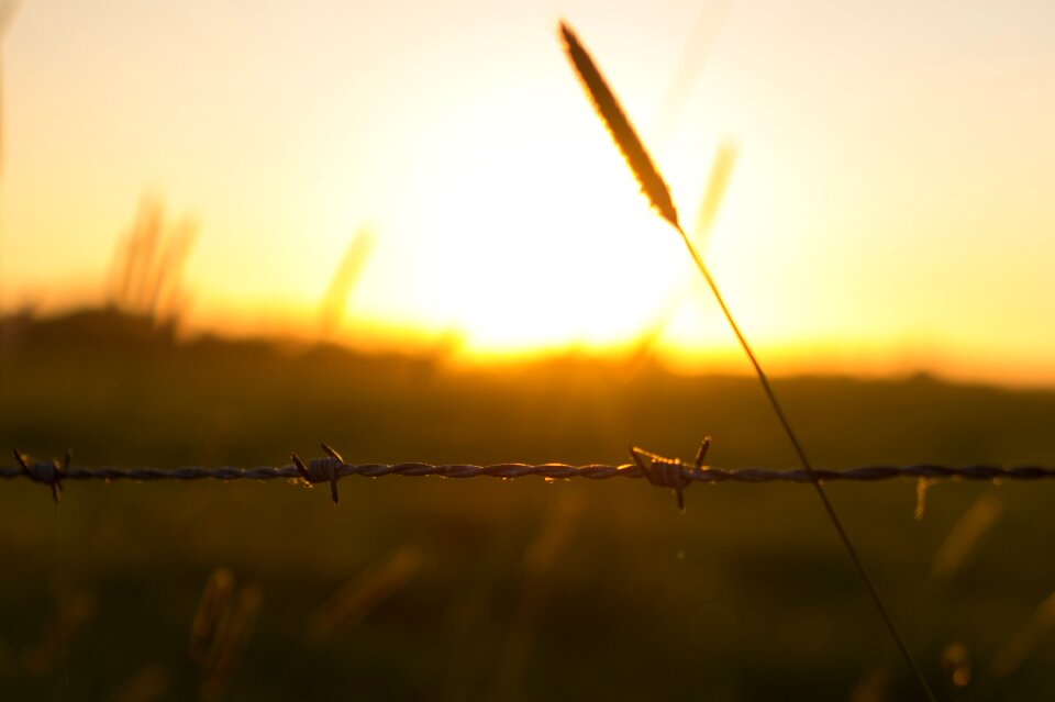 Fence sunset field