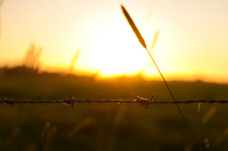 Fence sunset field