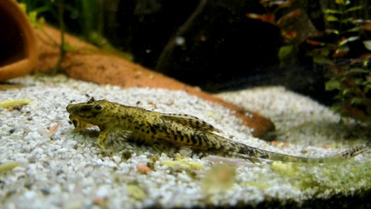 Rineloricaria lanceolata 02