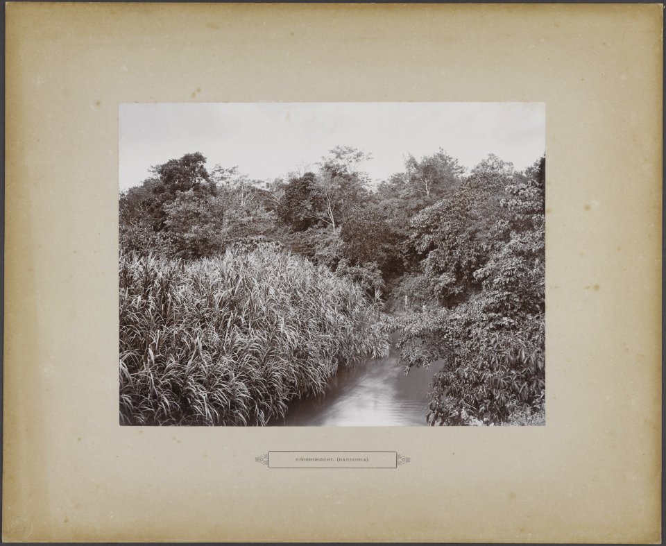 Riviergezicht (Barboera), Bestanddeelnr 859 05