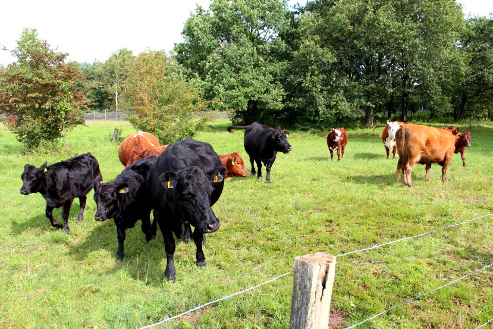 Rinderherde Naturschutzgebiet Eispohl-Sandwehen, Bremen