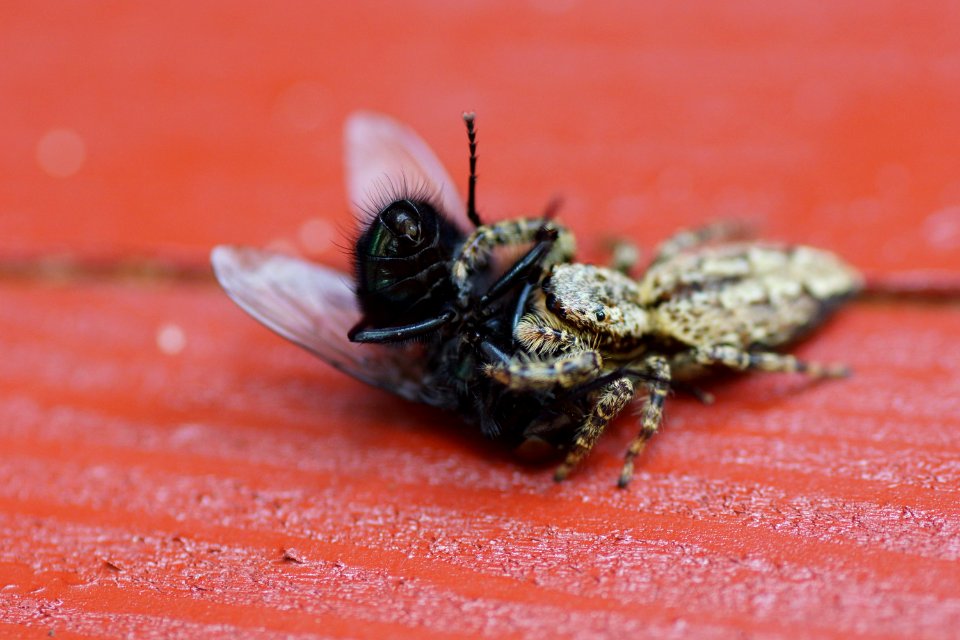 Rindenspringspinne mit Fliege 1