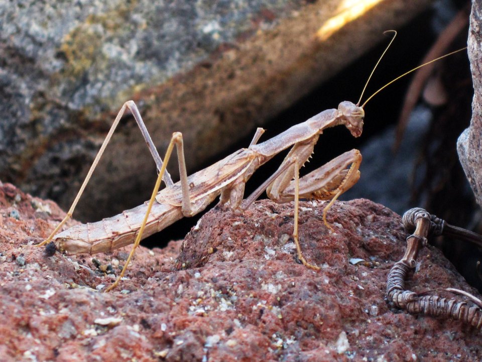 Rivetina balcanica (Mantis sp.) (female), Skala Kalloni, Lesbos, Greece