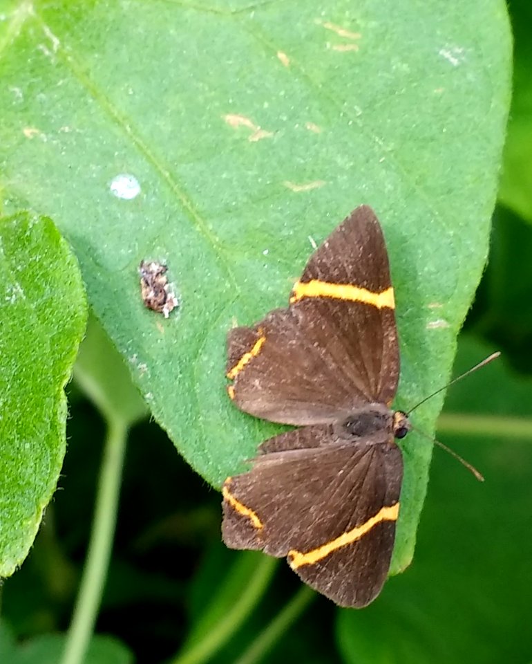 Riodina lysippoides (?) - reserva ecológica de Buenos Aires