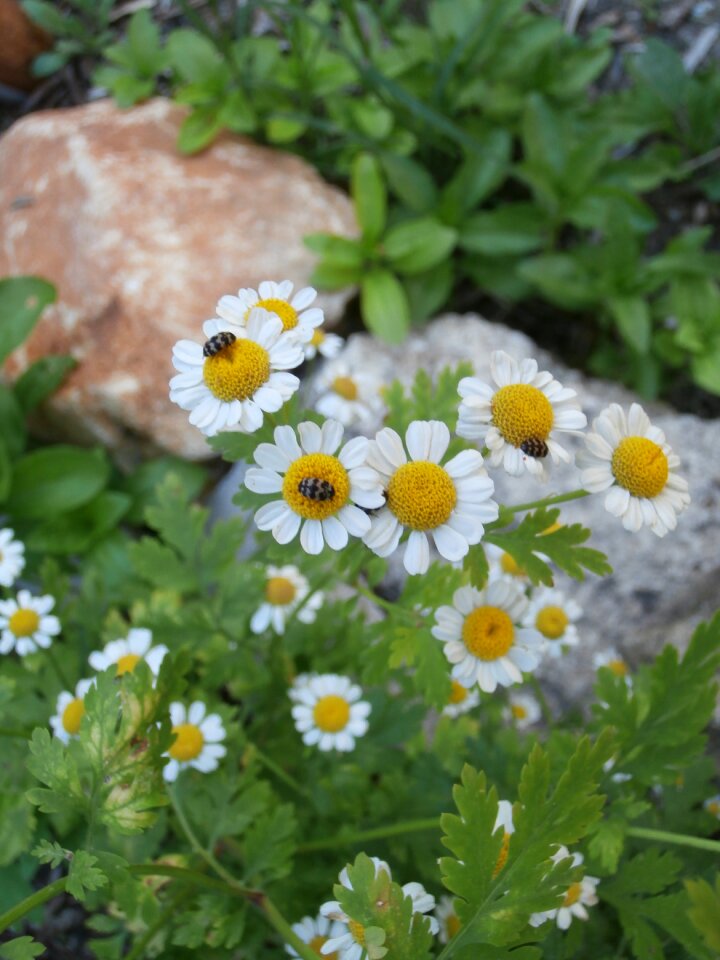 Plants flowering white flowers flowers