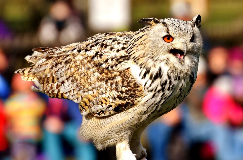 Eagle owl animals wild bird