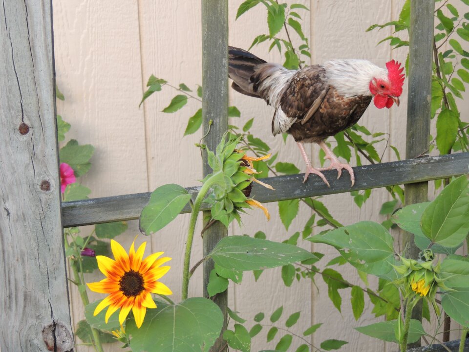 Chickens farm domestic