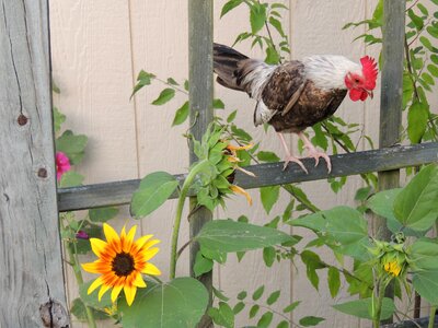 Chickens farm domestic