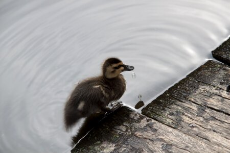 Water ducklings drop of water