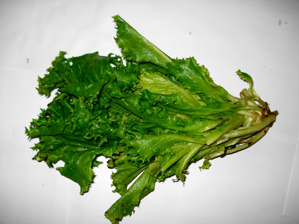 Salad Patta (Lettuce)