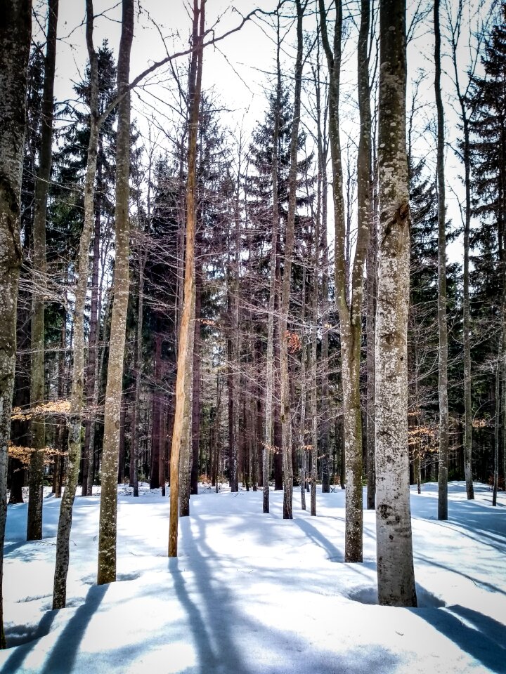 Tree nature season
