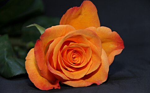Orange flower rose blooms photo