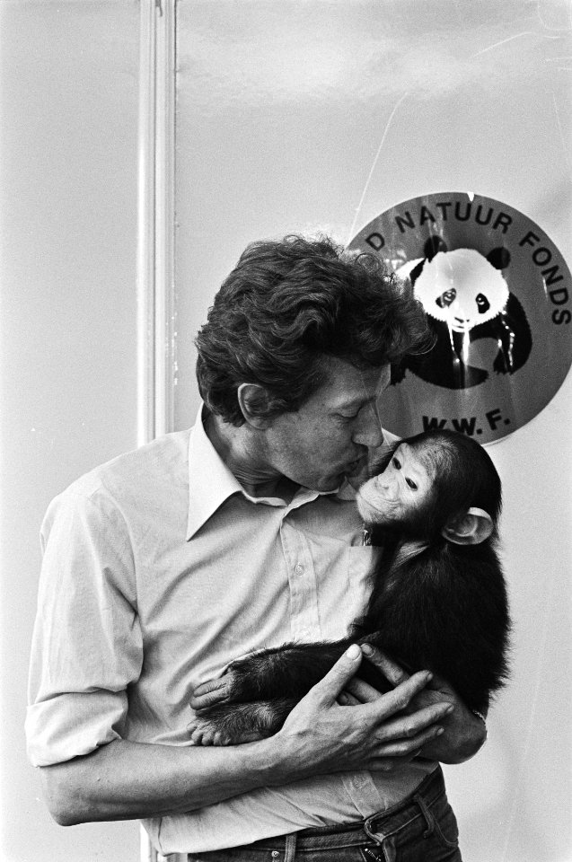 1,5 jaar oud chimpansee Sita emigreert naar Afrika, omdat Nederland geen apen mo, Bestanddeelnr 931-5894