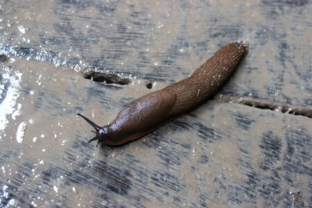 Mollusk nature snail