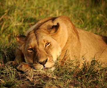 Lioness nature africa photo