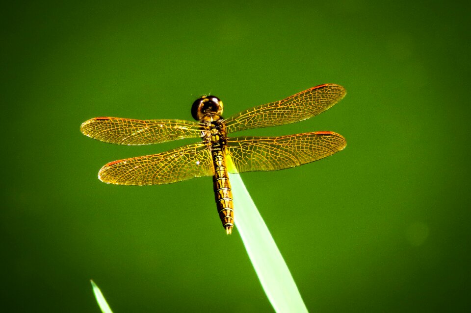 Insect nature wildlife