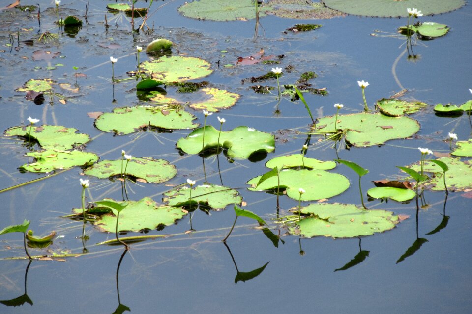 Aquatic plants pond body of water