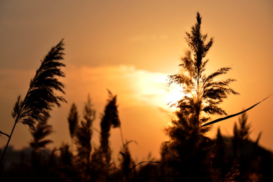 At dusk reed silhouette